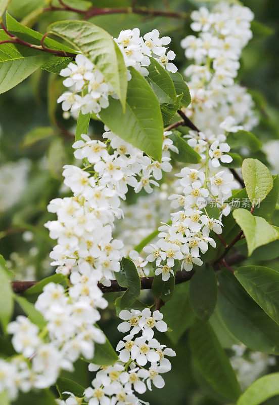 鸟樱桃(Prunus padus)开花